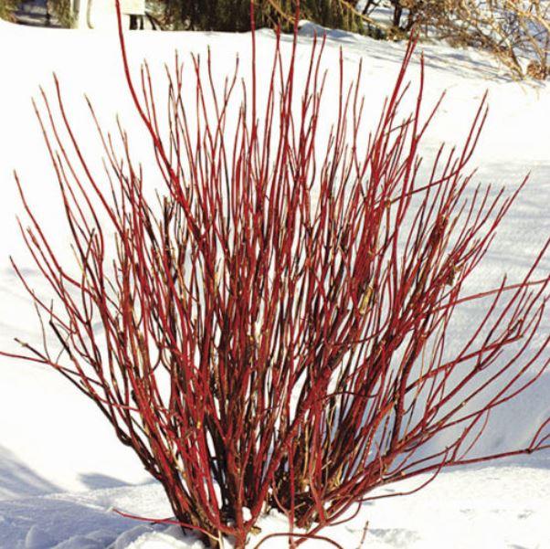 Red Osier Dogwood &ndash; Long Branch Neighbourhood Association